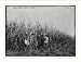 Photo (L): Selecting seed corn