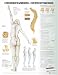Understanding Osteoporosis Anatomical Chart