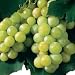 Niagara Grape Vine (Vitis labrusca 'Niagara')