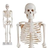 Skelett Modell 87cm Sonderangebot - Anatomie Modell