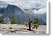 Dwarf Pine Canvas Print / Canvas Art - Artist Chris Brewington