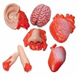 STICKY BODY PARTS ASSORTED