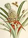 Pineapple With Surinam Insects 1705. art print 41.1x30cm by Christie's Images