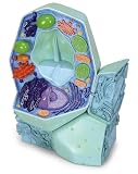3B Scientific The Plant Cell