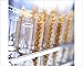 Photographic Print of Genetically modified wheat from Science Photo Library