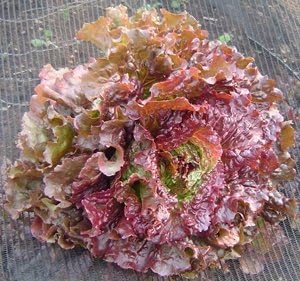 BULK 1oz. Approx. 22,400 - Red Sails Lettuce - Non-Gmo - Combined Shipping