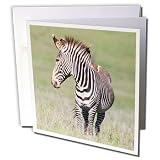 Danita Delimont - Martin Zwick - Zebra - Grevys Zebra is the largest wild equid, endangered, Kenya, Africa. - 12 Greeting Cards with envelopes (gc_189002_2)