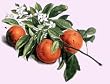 orange flavor extract