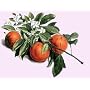 orange essential oil