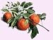 orange essential oil