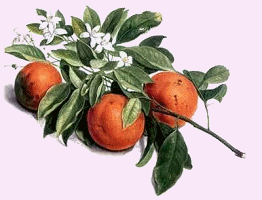 orange essential oil by faerie's finest