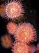 Cluster of Proliferating Sea Anemones, Epiactis Prolifera, British Columbia, Canada Photographic Poster Print by Paul Nicklen, 18x24