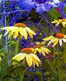 Sunrise Coneflower -Echinacea- Sweetly Fragrant Flowers
