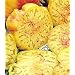 Big Rainbow Tomato 50 Seeds - Heirloom