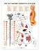 Lippincott Williams + Wilkins's The Autonomic Nervous System 3D Raised Relief Chart The chart has a hole at the top for easy wall hanging, and will also stand up on an easel. The durable, lightweight, non-toxic, recyclable plastic will last indefinitely.