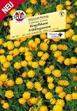 Eigenschaften Sperli  / Ringelblume Frühlingssonne
