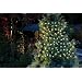Solar Fairy Lights 50 LEDs