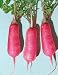 Lady Slipper Radish Seeds - Raphanus Sativus - 3 Grams - Approx 360 Gardening Seeds - Vegetable Garden Seed