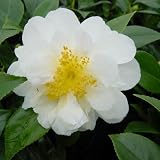 Silver Wedding Anniversary Gifts-Camellia Silver Anniversary