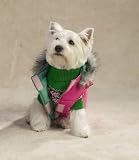 WATERMELON - LARGE - Reversible Puffy Dog Vest