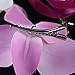 6 PCS New Orchid Flower Fashion Hair Clip Hairpins Bridal Hawaii Party Girl