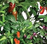 Chili Pepper Seed Kit (6/7-Pod)