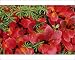Photographic Prints of America, Alaska, from Danita Delimont