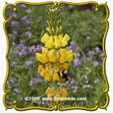 Yellow Lupine (Lupinus densiflorus) Jumbo Wildflower Seed Packet - 150 Seeds