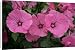 Canvas Prints of Lavatera trimestris Silver Cup from Ros Drinkwater