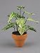 Dollhouse Miniature Tropical White & Green Tall House Plant