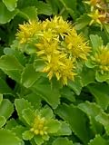 Eigenschaften Dachstauden  / Sedum kamtschaticum, 6 Pflanzen