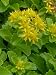 Sedum kamtschaticum, 6 Pflanzen