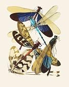 Papillons, by E.A. Seguy (Print On Demand)