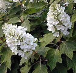 Oakleaf Hydrangea Bush - White Flowers / Red Fall Color