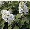 Oakleaf Hydrangea Bush - White Flowers / Red Fall Color
