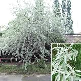Amazon / Tropical Oasis: RUSSIAN OLIVE TREE Elaeagnus angustifolia 10 seeds