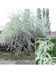 RUSSIAN OLIVE TREE Elaeagnus angustifolia 50 seeds