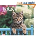 times & more Bildkalender Katzen 2012