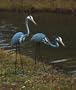 Pair of Steel Herons Garden Statue