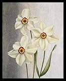 Spring Narcissus (Drawing) White Wood-Mounted Art Poster Print - 16 X 20