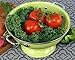 Calypso Basics by Reston Lloyd Powder Coated Enameled Colander, 3 Quart, Lime
