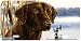 Morning Person-Chocolate Labrador Retriever Art-License Plate Car Auto Front Novelty Tag by Randy McGovern from Airstrke