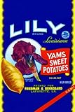 Lily Brand Yams Sweet Potatoes 28x42 Giclee on Canvas