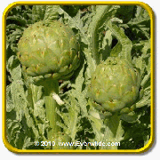 1 Oz Artichoke Seeds - 'Green Globe' Bulk Vegetable Seeds