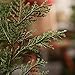 Factory Direct Craft Pack of 12 Artificial Cedar Pine Stems Plastic Evergreen Cedar Picks Christmas Juniper for Holiday Flower Arrangements Wreaths and Woodland Displays