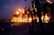 Palm Grove in Iraq (U.S. Detonated Explosions) Art Poster Print - 13x19