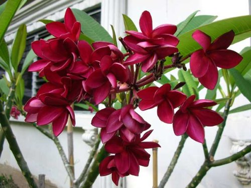 8 Inch to 12 Inch Cutting Rooted Plumeria Plants Free Permit Name