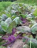 Gardening's Most Valuable Advice