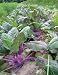 Gardening's Most Valuable Advice