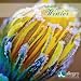 Allegro Classical Winter 2013 Sampler